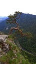 Lonley tree on the rock.