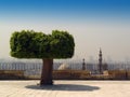 Lonley tree Royalty Free Stock Photo