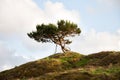 Lonley Tree On The Hill Royalty Free Stock Photo