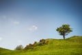 Lonley tree Royalty Free Stock Photo