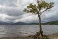 A lonley tree in the middle of the calm waters of milarrochy bay loch lomond Royalty Free Stock Photo