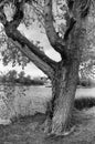 The lonley tree beside the river Royalty Free Stock Photo