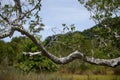 Lonliness tree in green forest Royalty Free Stock Photo