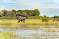 Huge elephant walking through beautiful flooded landscape with flowering waterlilies on Okavango Delta, Botswana