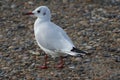 Lonly Gull on pebb;es Royalty Free Stock Photo