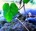 a lonly leaf in barren