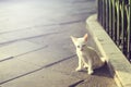 Lonly little homeless kitten on the street. Soft focus.
