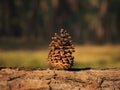 Lonly Pinecones Royalty Free Stock Photo