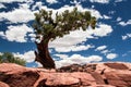 Lonly tree in Canyonlands National Park