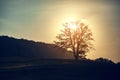 Lonly tree in landscape Royalty Free Stock Photo