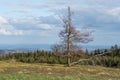 Lonly tree at the mountain called Kahlen Asten Royalty Free Stock Photo