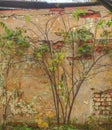 Lonly tree beside old building wall
