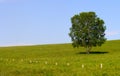 lonly tree on prairie Royalty Free Stock Photo