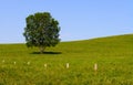 lonly tree on prairie Royalty Free Stock Photo