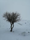 lonly tree in snow