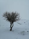 lonly tree in snow Royalty Free Stock Photo