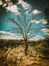 Lonly tree Royalty Free Stock Photo