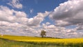 Lonly tree in the middle yellow field