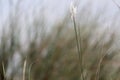 Lonly white grasss with minute flower in the field Royalty Free Stock Photo