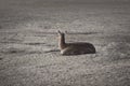 European roe deer resting on the sand Royalty Free Stock Photo