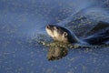 Lontra canadensis, river otter Royalty Free Stock Photo