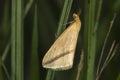 Lood vein moth Timandra comae