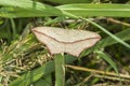 Lood vein moth Timandra comae