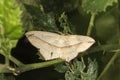 Lood vein moth Timandra comae