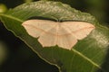 Lood vein moth Timandra comae