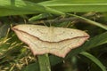 Lood vein moth Timandra comae