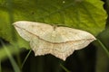 Lood vein moth Timandra comae