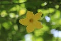 Loofa flower