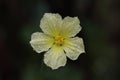 Loofah Flower