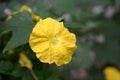 Loofah flower close-up in wild