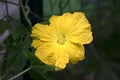 Loofah flower close-up in wild