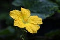 Loofah flower with its leaf background