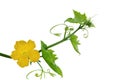 Loofah Flower and Leaf Royalty Free Stock Photo
