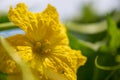 Loofah flower macro