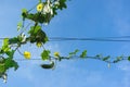 Loofah plant, loofah flower or gourd plant or okra plant with blue sky background