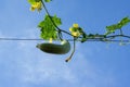 Loofah plant, loofah flower or gourd plant or okra plant with blue sky background part 2