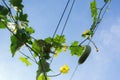 Loofah plant, loofah flower or gourd plant or okra plant with blue sky background part 3