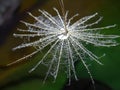 Look from above to a part of the dandelion with water drops - isolated in the natural environment Royalty Free Stock Photo