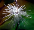 Look from above to a part of the dandelion with water drops - isolated in the natural environment Royalty Free Stock Photo