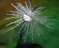 Look from above to a part of the dandelion with water drops - isolated in the natural environment