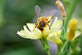 The look of Anthophila bee working on the yellow flower of lactuca canadensis Royalty Free Stock Photo