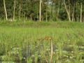 Look awesome of dragonfly at ricefield with green color