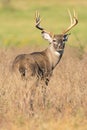 A look back before bolting whitetail buck Royalty Free Stock Photo