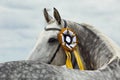 Look back portrait of a beautiful grey dressage horse with winner rosette Royalty Free Stock Photo