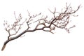 Look At Bare Tree Branch With Bud And Prepare For Spring Season Arrived Royalty Free Stock Photo
