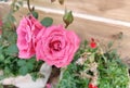 Look at beautiful pink coloured roses spreding there magistic fragnance